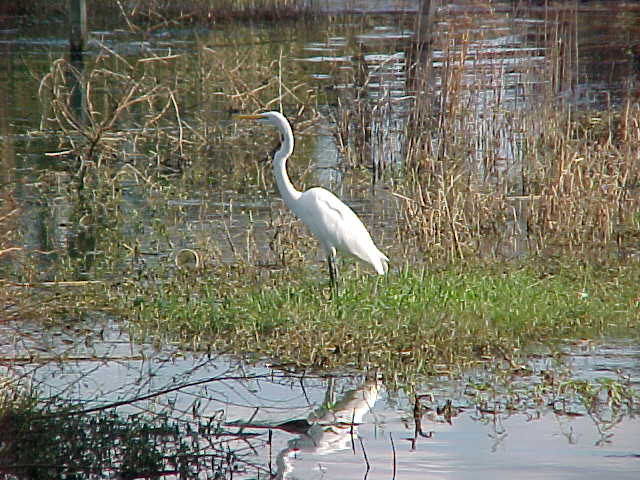 WhiteHeron.JPG